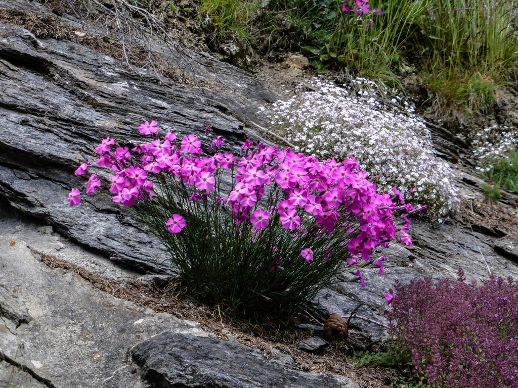 Landhaus Alpenrose - Feriendomizile Pichler Heiligenblut Esterno foto